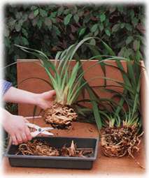 trim the old dead roots back